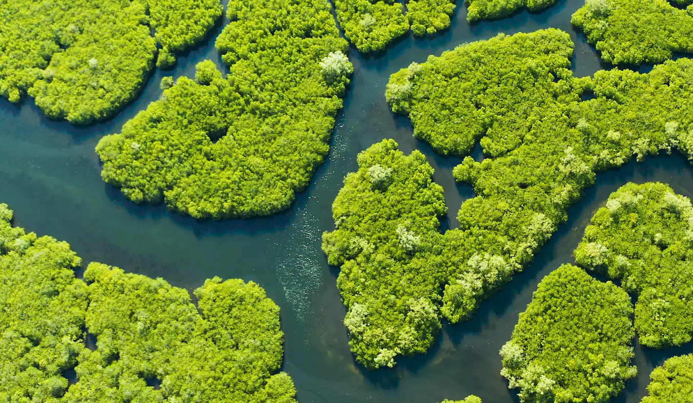 Photo of a natural ecosystem